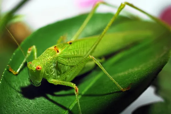 Saltamontes —  Fotos de Stock