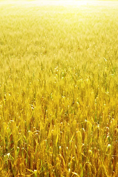 Wheat field — Stock Photo, Image