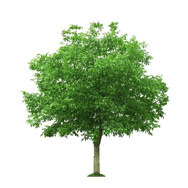 Drzewo orzecha włoskiego — Zdjęcie stockowe