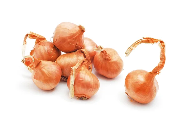 Onion — Stock Photo, Image