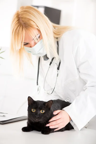 Ветеринар осматривает домашнюю кошку — стоковое фото