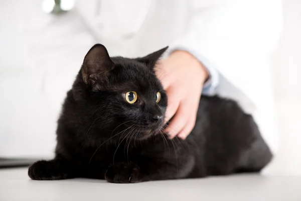 Ветеринар осматривает домашнюю кошку — стоковое фото
