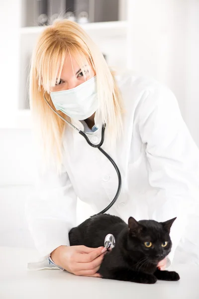 Veterinário examinando um gato doméstico — Fotografia de Stock