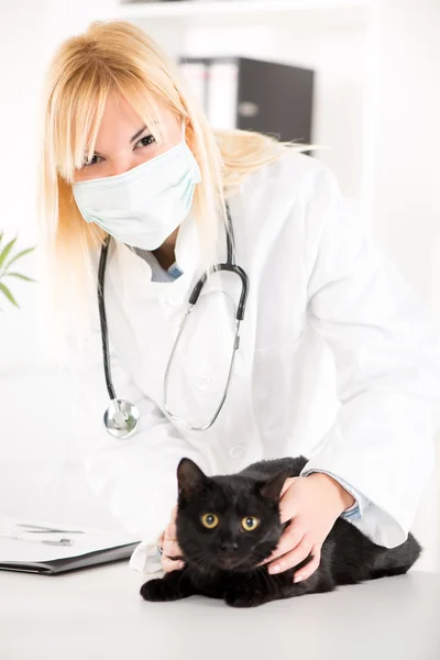 Veterinário examinando um gato doméstico — Fotografia de Stock