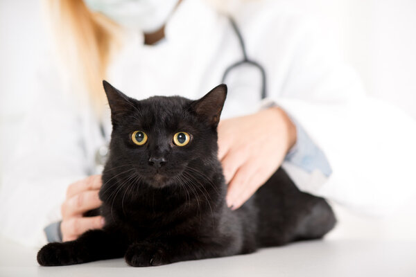Veterinarian examining a domestic cat