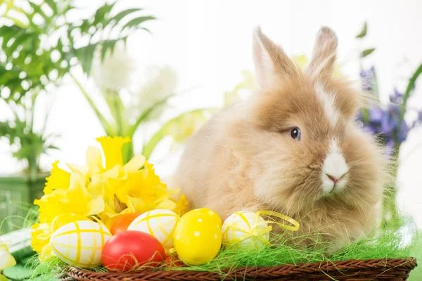 Osterhase — Stockfoto