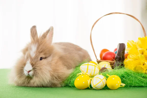 Osterhase — Stockfoto