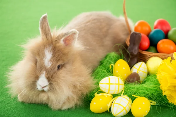 Conejito de Pascua — Foto de Stock