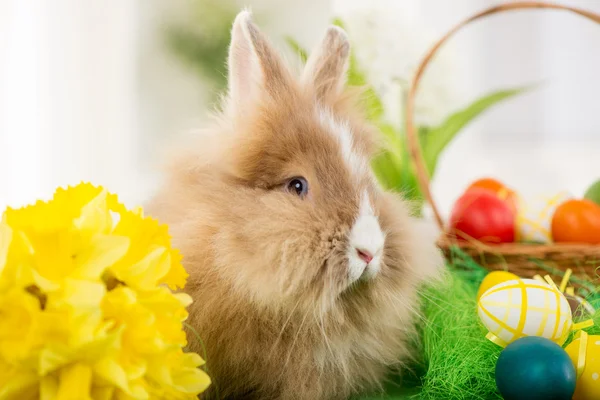 Conejito de Pascua — Foto de Stock