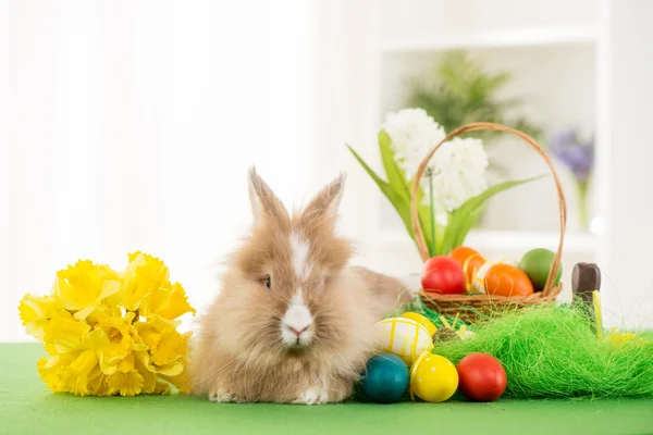 Osterhase — Stockfoto