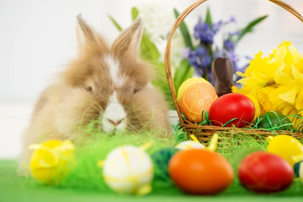 Osterhase — Stockfoto