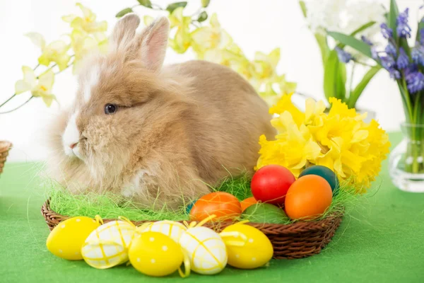 Conejito de Pascua — Foto de Stock