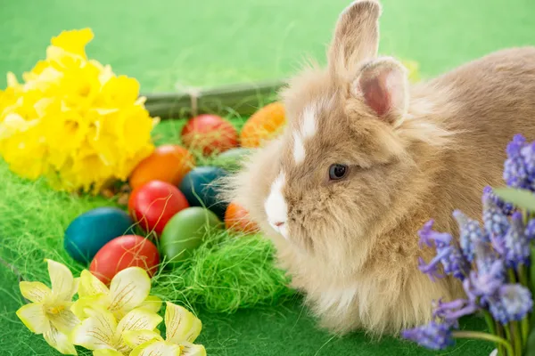 Conejito de Pascua — Foto de Stock