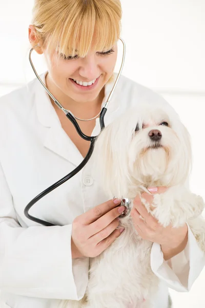 Beim Tierarzt — Stockfoto