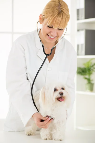 Beim Tierarzt — Stockfoto