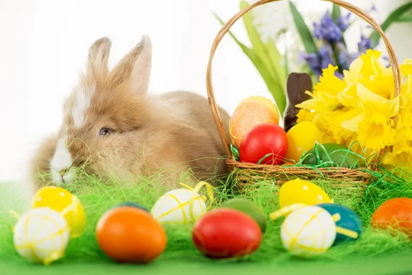 Conejito de Pascua — Foto de Stock