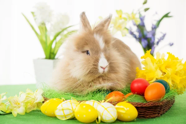 Conejito de Pascua — Foto de Stock