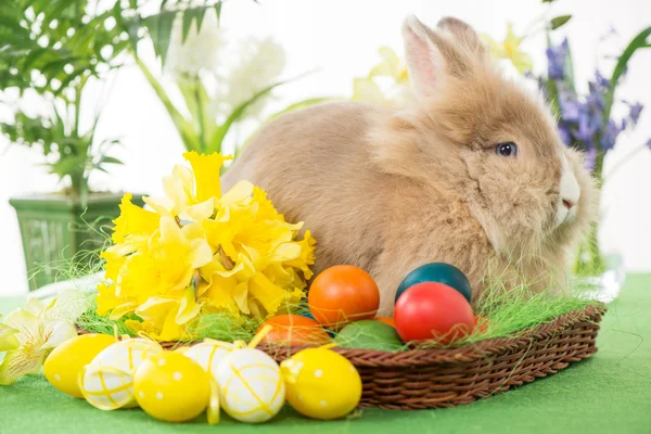 Conejito de Pascua — Foto de Stock