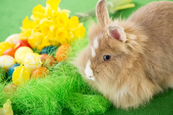 Osterhase — Stockfoto