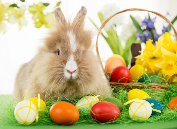 Osterhase — Stockfoto