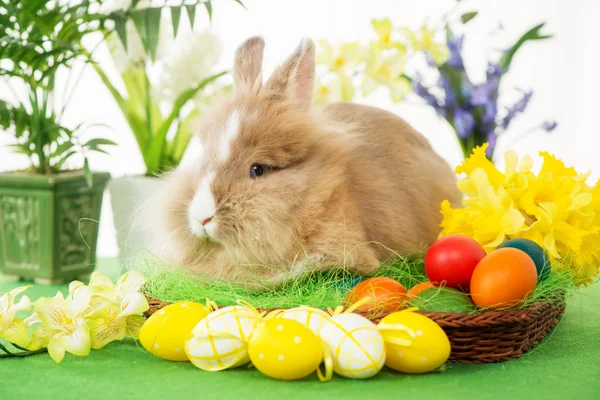 Osterhase — Stockfoto