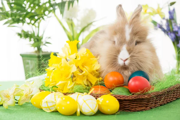 Osterhase — Stockfoto