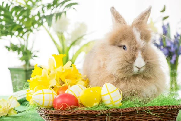 Osterhase — Stockfoto