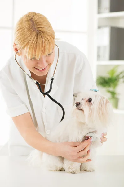 At the veterinary — Stock Photo, Image