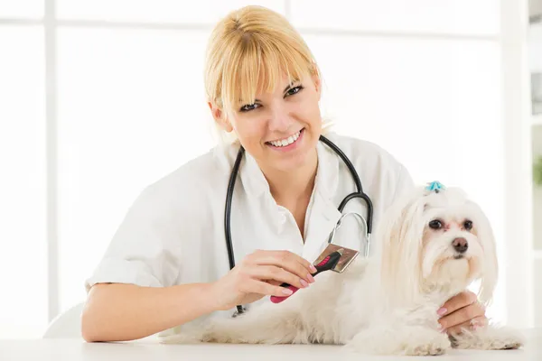 Dog Grooming — Stock Photo, Image