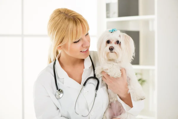 At the veterinary — Stock Photo, Image