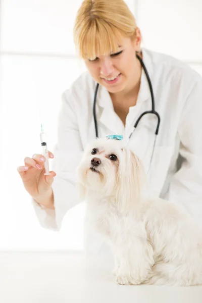 No veterinário — Fotografia de Stock