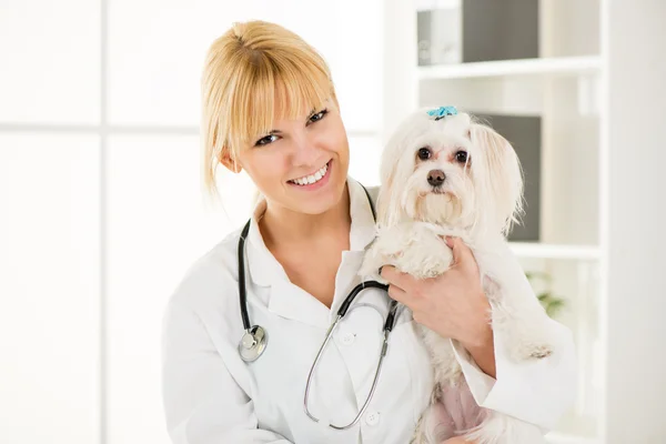 Op veterinair gebied — Stockfoto