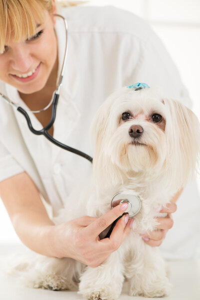 At the veterinary