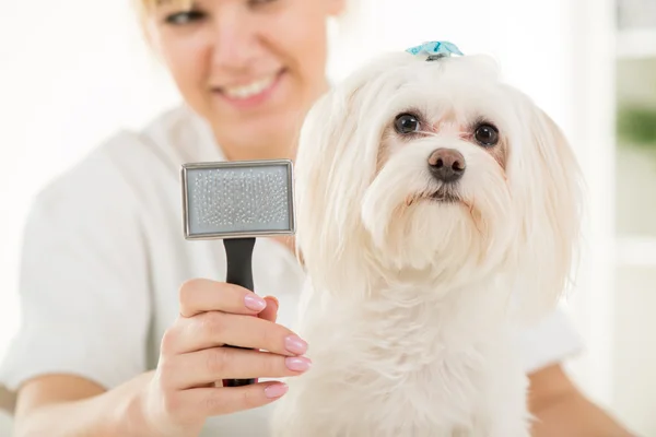 Hund grooming — Stockfoto