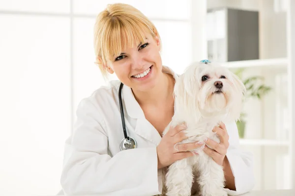 At the veterinary — Stock Photo, Image