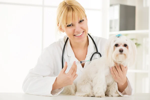 At the veterinary — Stock Photo, Image