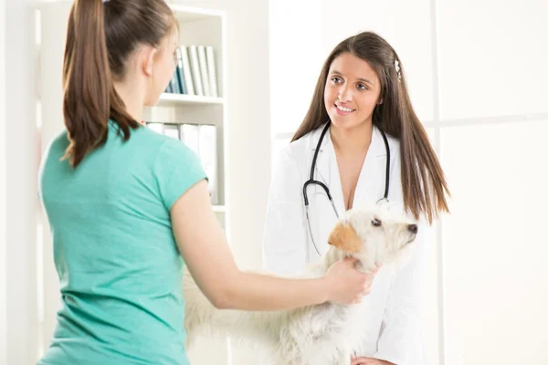 At the veterinary — Stock Photo, Image