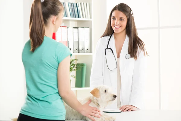 At the veterinary — Stock Photo, Image