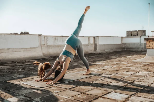 Relaxed Young Woman Practicing Yoga Rooftop Terrace Supporting Her Pet — стоковое фото