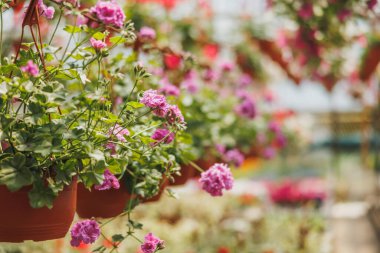 Selective focus of a varietal seedlings of a Geranium Pelargonium flowers in pots. Plants in garden center or street market.