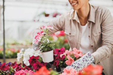 An unrecognisable woman working in a garden center or plant nursery, holding and arranging flower pots.