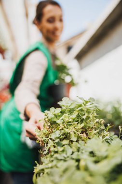 An unrecognisable woman entrepreneur checking herbs in a greenhouse.