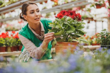 Young skilled woman worker gardening in plant nursery or flower greenhouse, checking flowers. Woman entrepreneur.