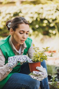 Young skilled woman checking and taking care of potted plants in a garden center. Woman entrepreneur.