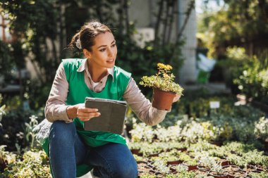 Young woman entrepreneur checking flowers in a greenhouse and using digital tablet.