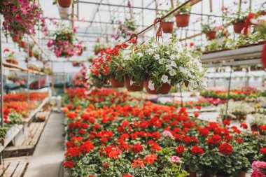 Selective focus of a varietal seedlings of a beautiful and colorful flowers in pots. Plants in garden center or street market.