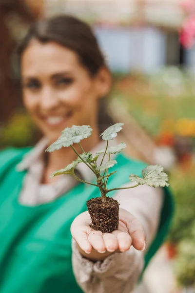 Cropped shoot of a woman entrepreneur holding a growing plant of Pelargonium in a flower greenhouse.