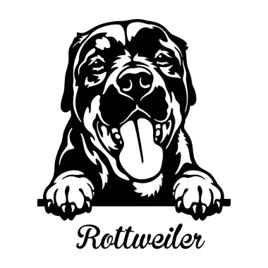 Rottweiler Röntgenci Köpek - kafası beyaz üzerinde izole