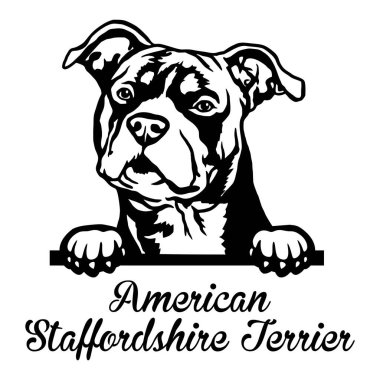 American Staffordshire Teriyeri Dikizci Köpek kafası beyazda izole edilmiş.