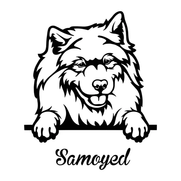 Samoyed Peeking Dog - голова изолирована на белом — стоковый вектор
